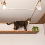 猫と暮らす家の間取りアイデア