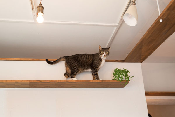 猫と暮らす家の間取りアイデア
