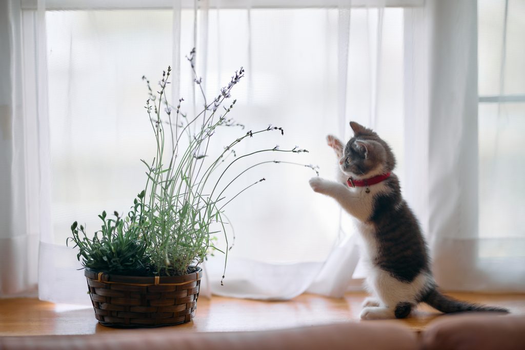 平屋で猫と暮らす｜小さな家でも、猫がのびのび過ごせる間取り・安全対策を解説