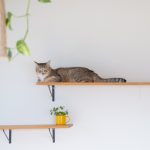 平屋で猫と暮らす｜小さな家でも、猫がのびのび過ごせる間取り・安全対策を解説